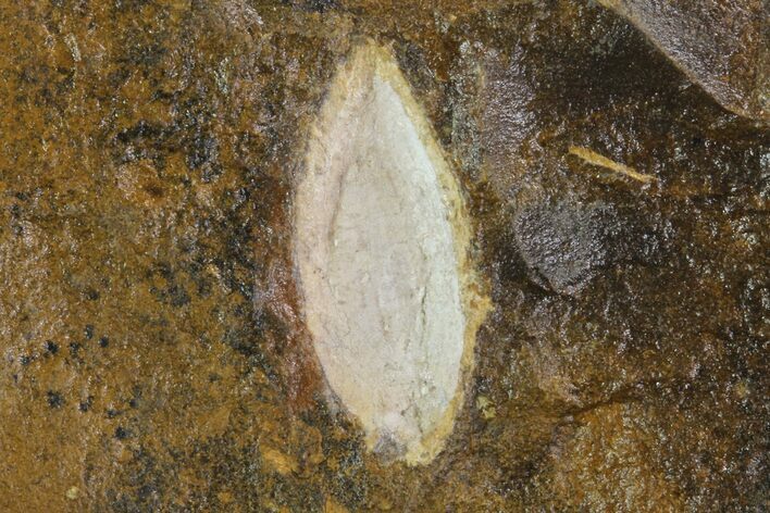Unidentified Fossil Seed From North Dakota - Paleocene #95360